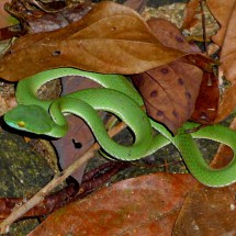 Venomous Big-eyed Pit-viper on the path down of Chom Prasat 2 mountain